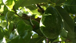 L’avocado è amatissimo, ma in pochi conoscono il vero valore delle sue foglie