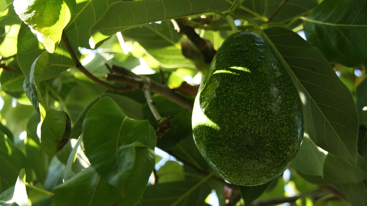 Foglie di avocado ottime come rimedi casalinghi