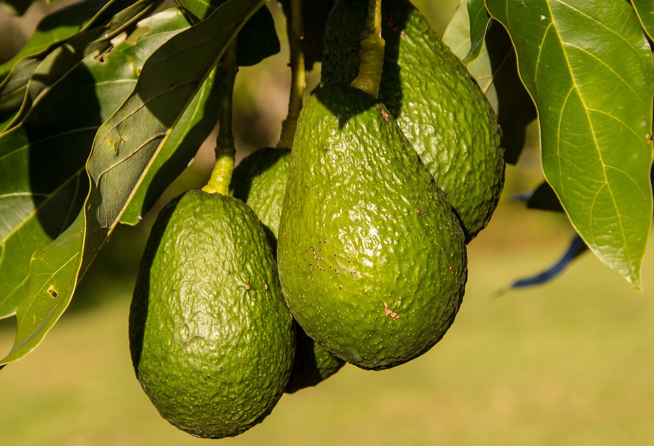 Molteplici utilizzi per le foglie di avocado