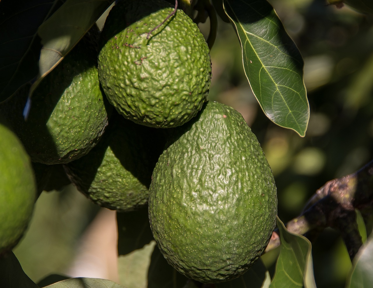 Avocado: un frutto ricco di nutrienti