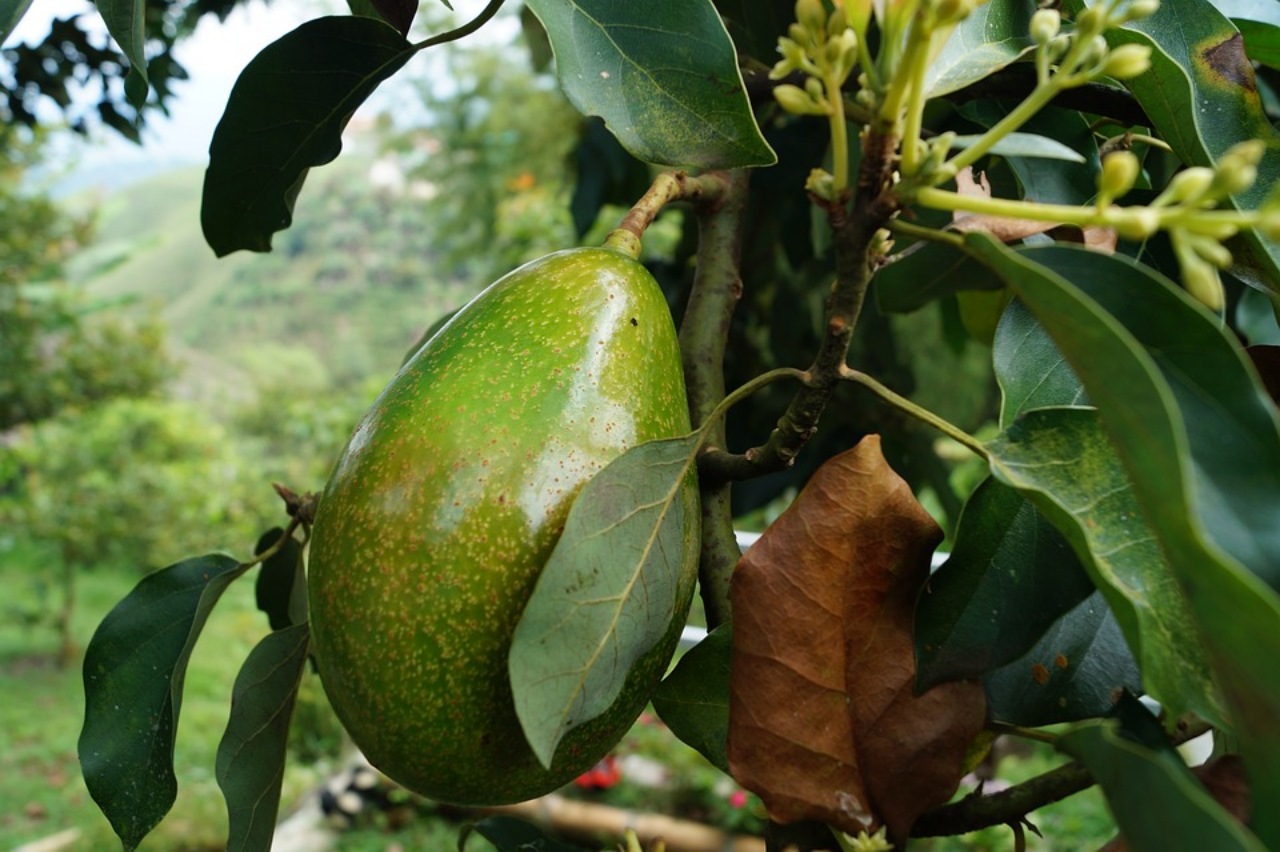 Avocado: lo sapevi che si possono consumare le foglie?