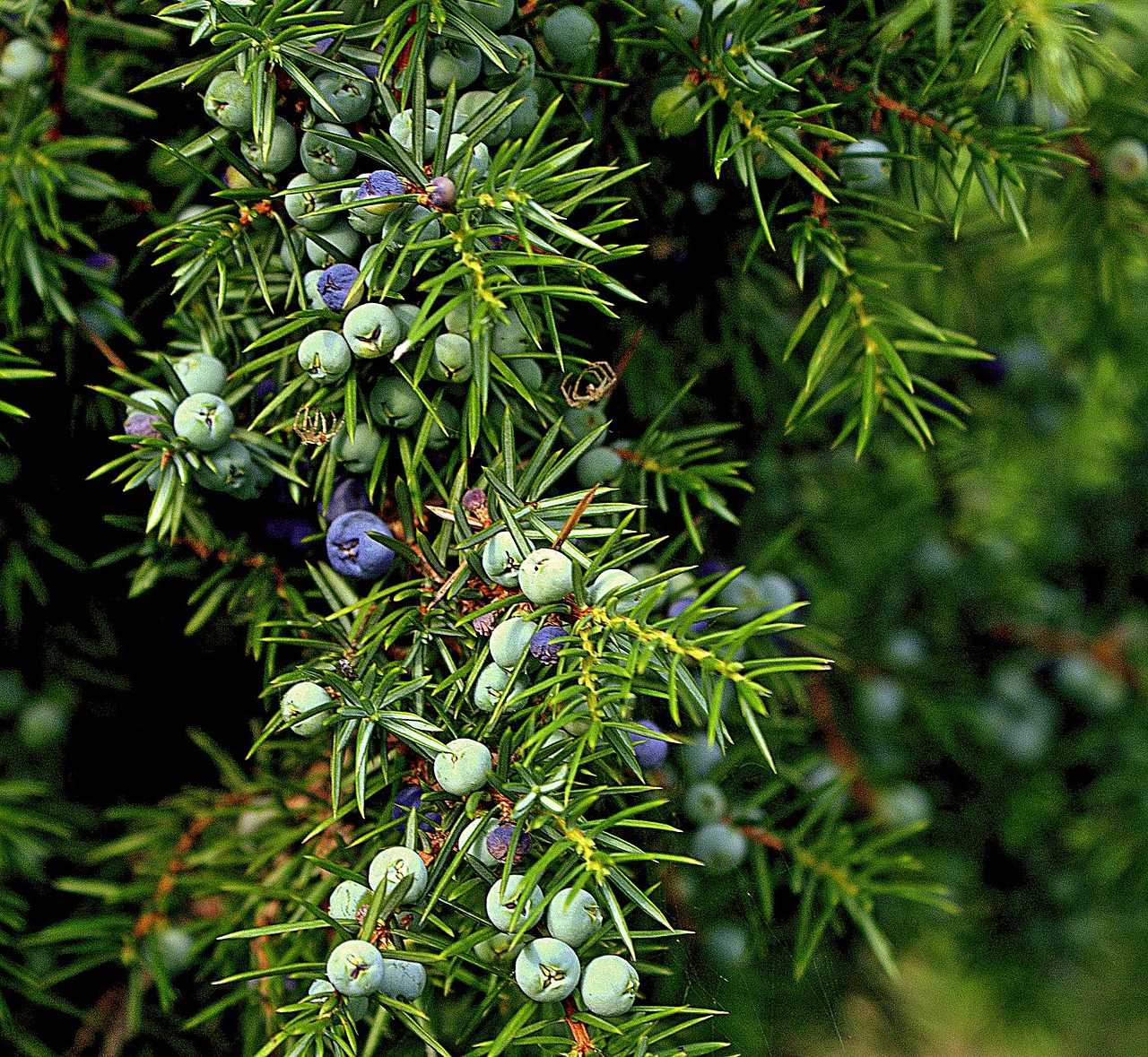 Frutto blu: bacche di ginepro