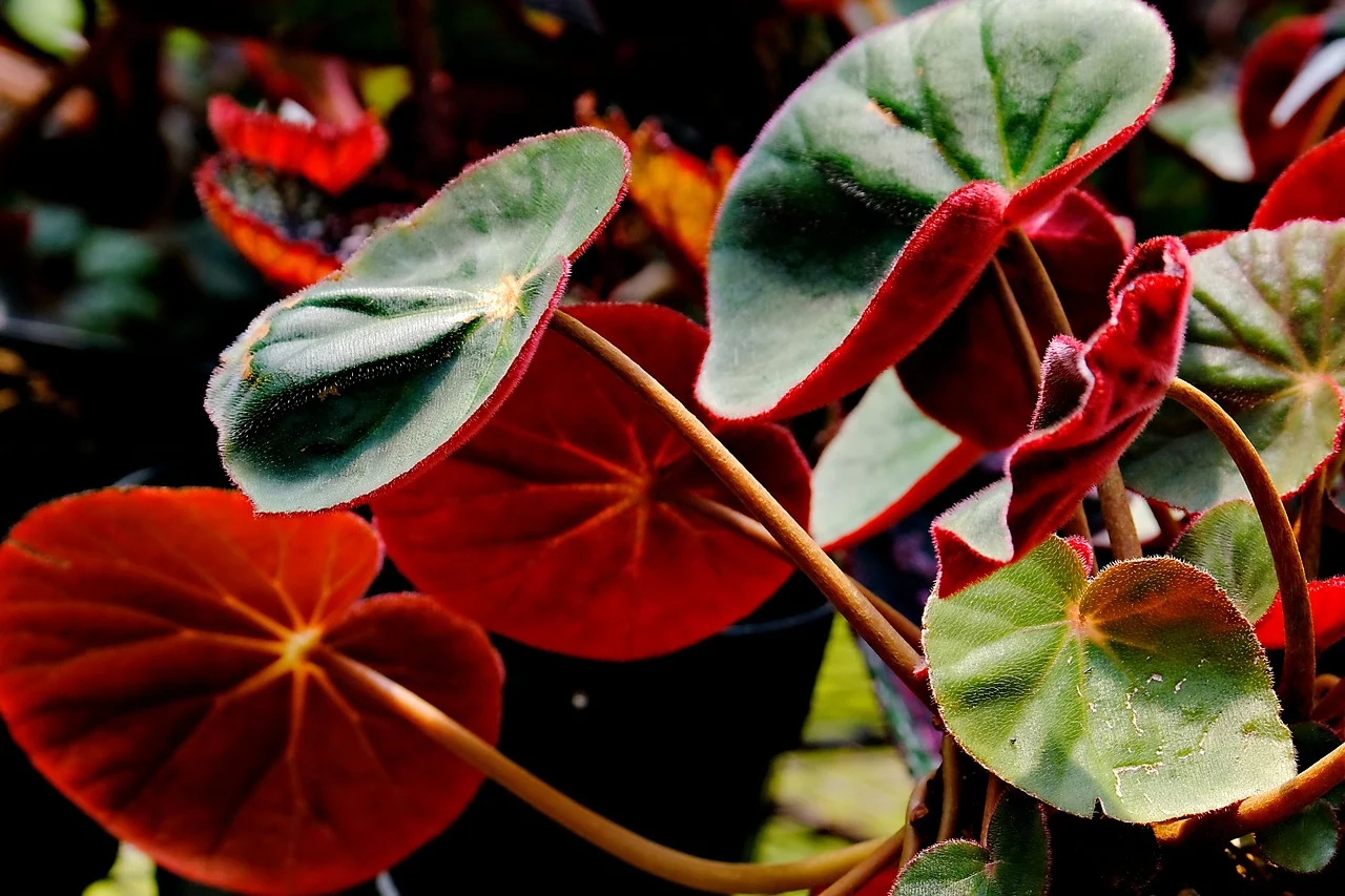 Begonia Erythrophylla: pianta facile da curare