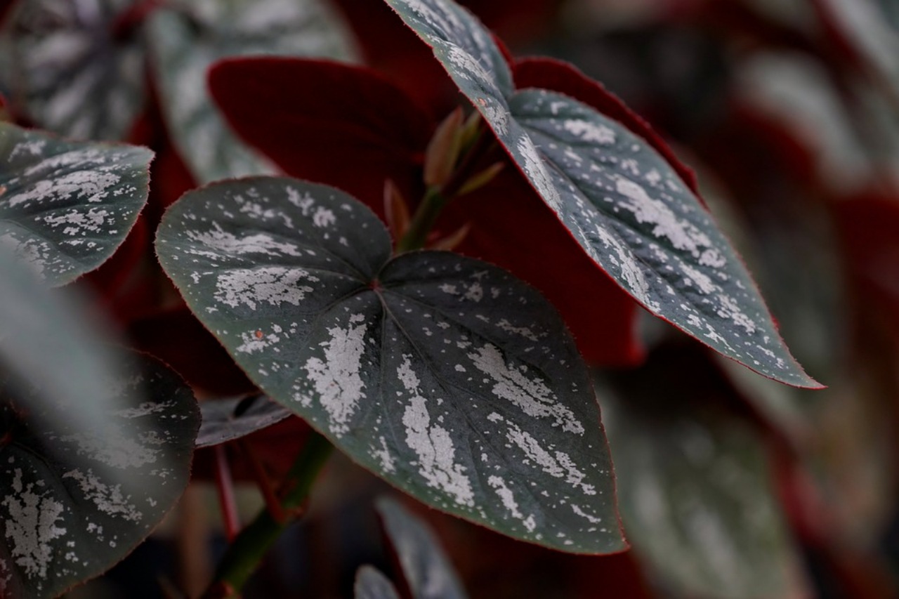 Begonia Erythrophylla: pianta d'appartamento