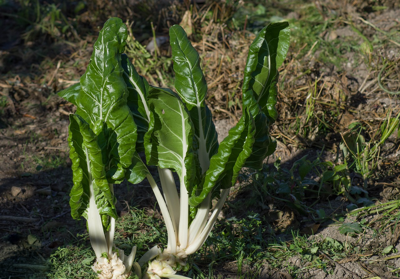 Bietola: un ortaggio ricco di nutrienti