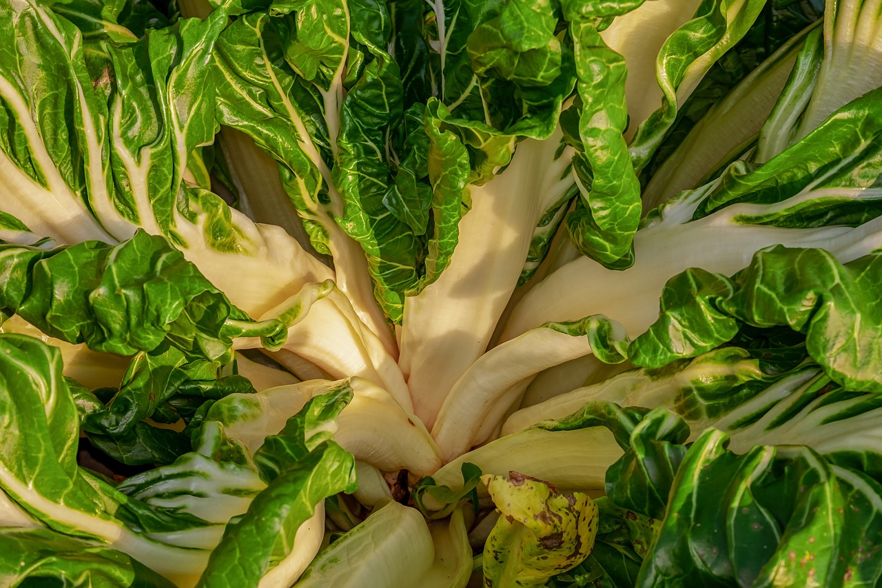 Bietola: un ortaggio ricco di nutrienti