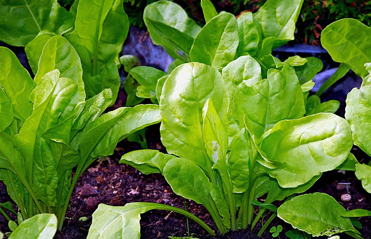 Bietola: un ortaggio ricco di nutrienti