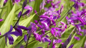 Bletilla striata: l’orchidea da giardino che resiste e fiorisce ogni anno