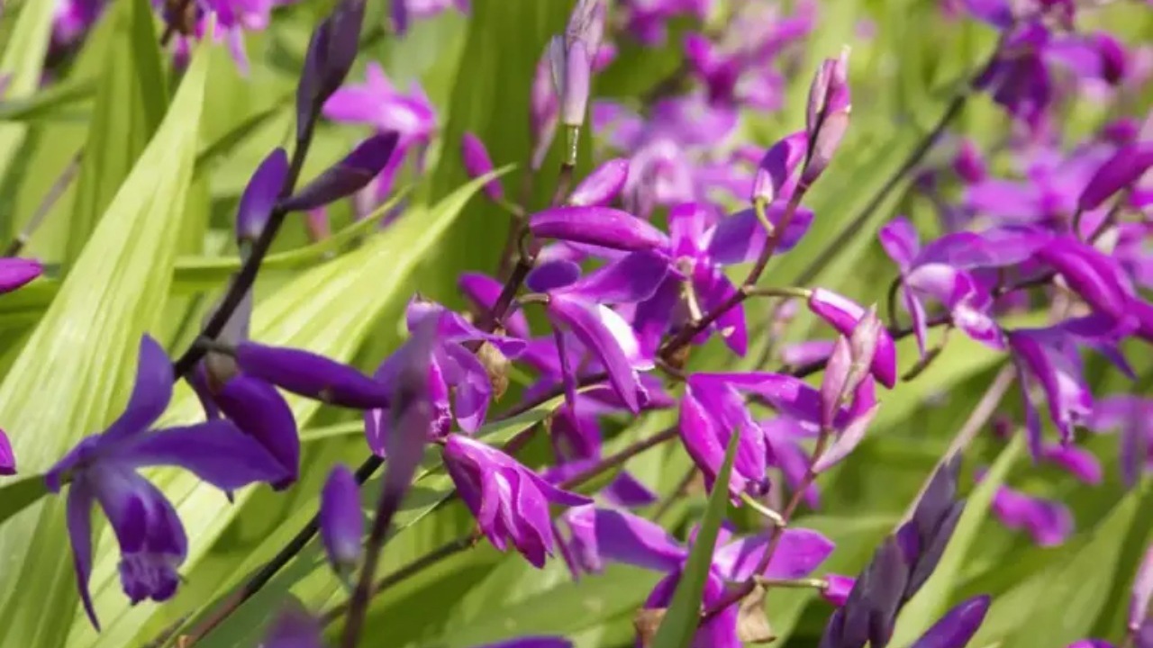 Bletilla striata: orchidea resistente