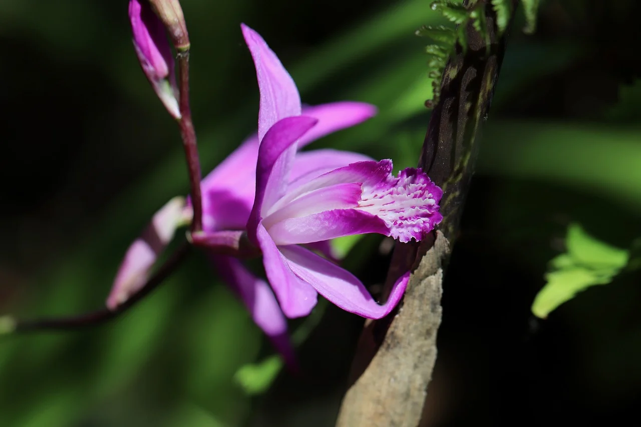 Bletilla striata: orchidea resistente