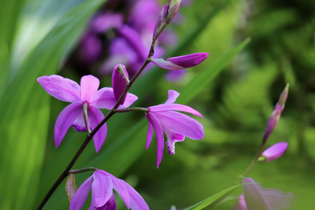 Bletilla striata: orchidea resistente