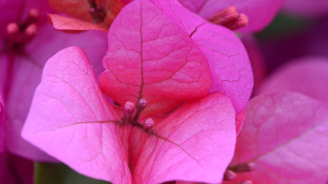 Bungaville: un fiore meraviglioso