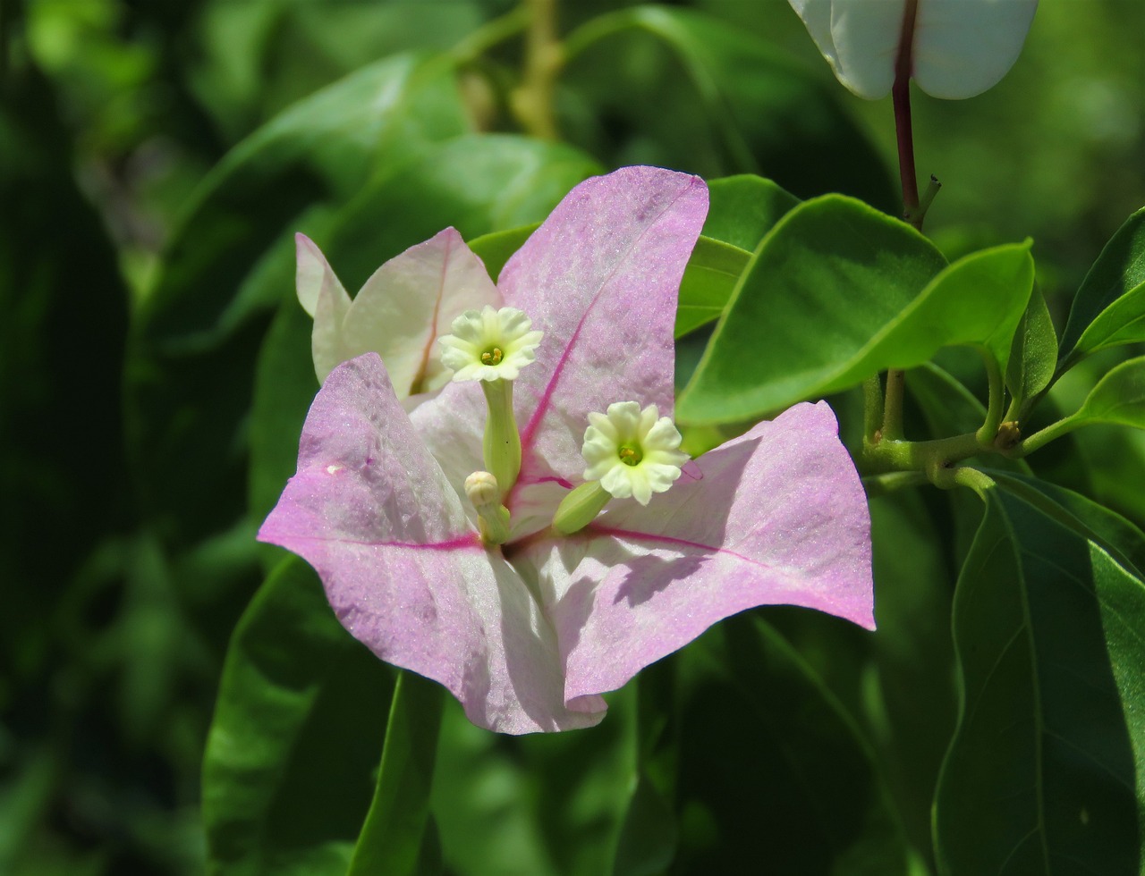 Un fiore meraviglioso