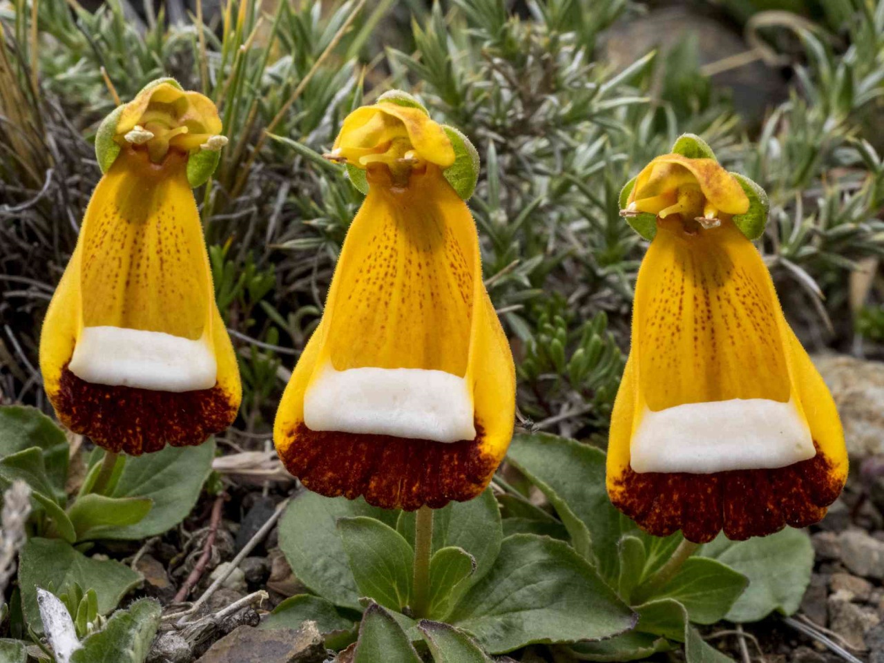 Calceolaria uniflora: pianta con caratteristiche uniche