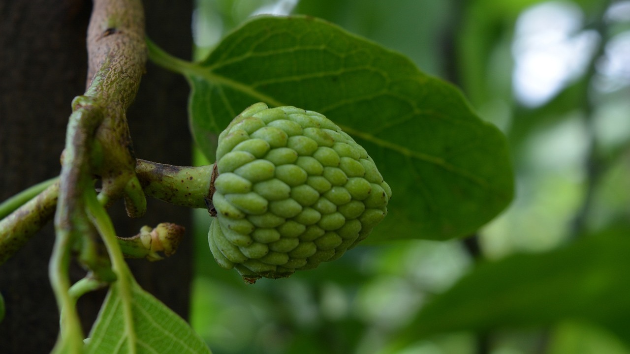 Cherimoya: alleato della gravidanza