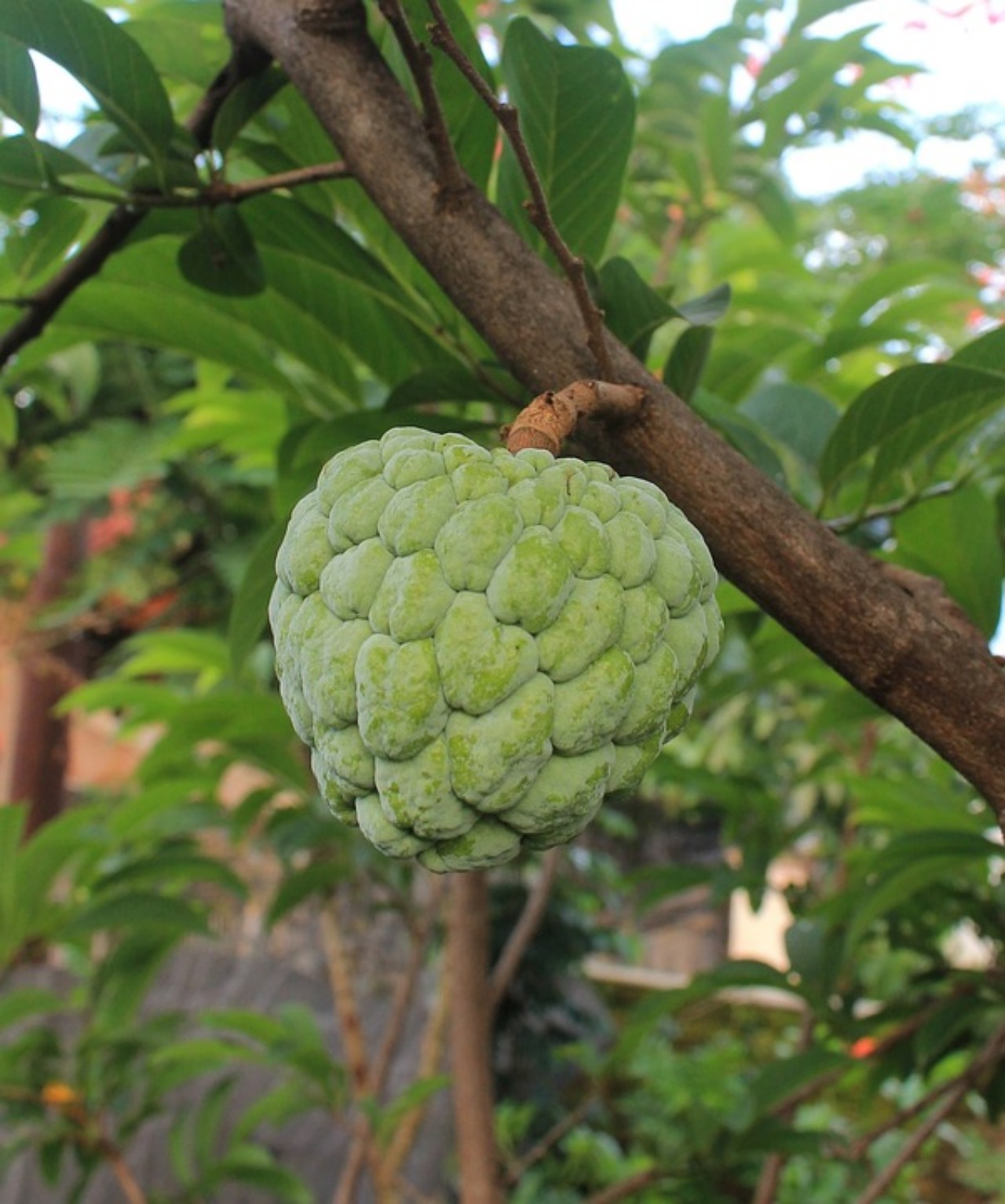 Cherimoya: alleato della gravidanza