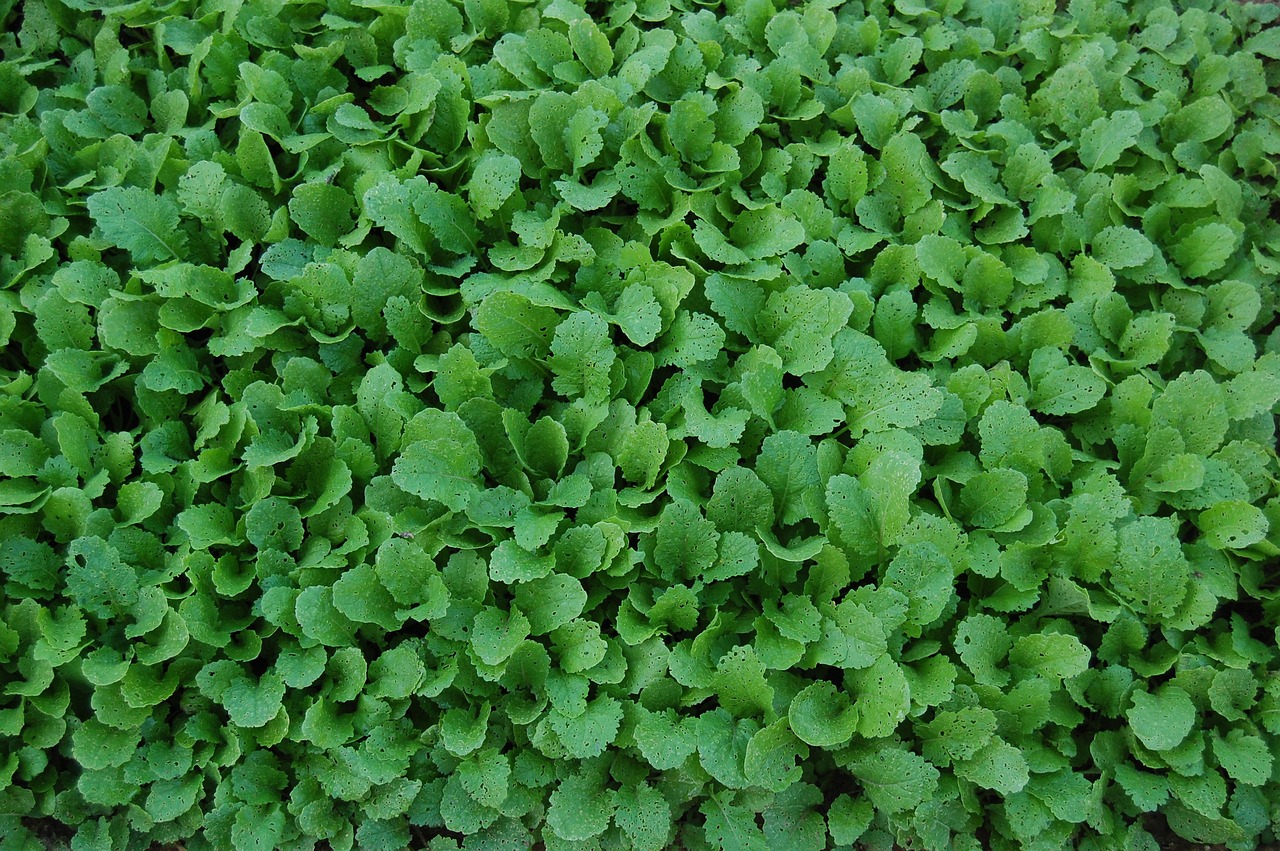 Cime di rapa disidratata: un ottimo alimento