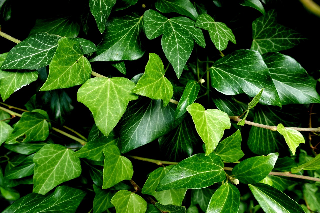 Edera perfetta per il giardino