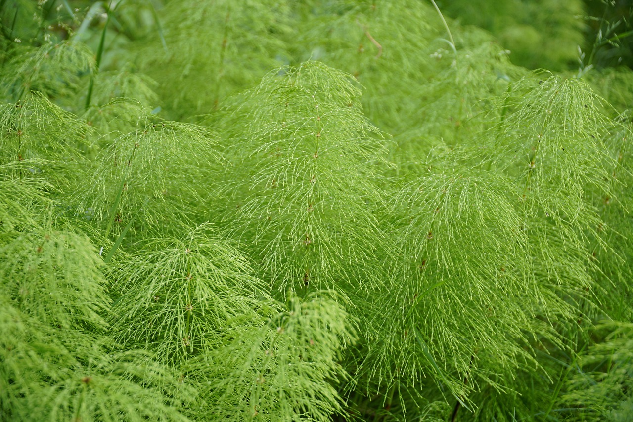 Equiseto: rimedio naturale per le infezioni urinarie