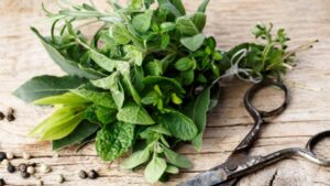 Come preservare le piante aromatiche durante la stagione invernale: tecniche e consigli