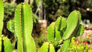 Euphorbia ingens : la guida essenziale per una pianta maestosa e facile da curare