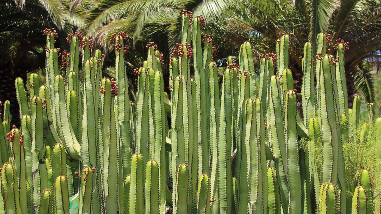 Euphorbia ingens