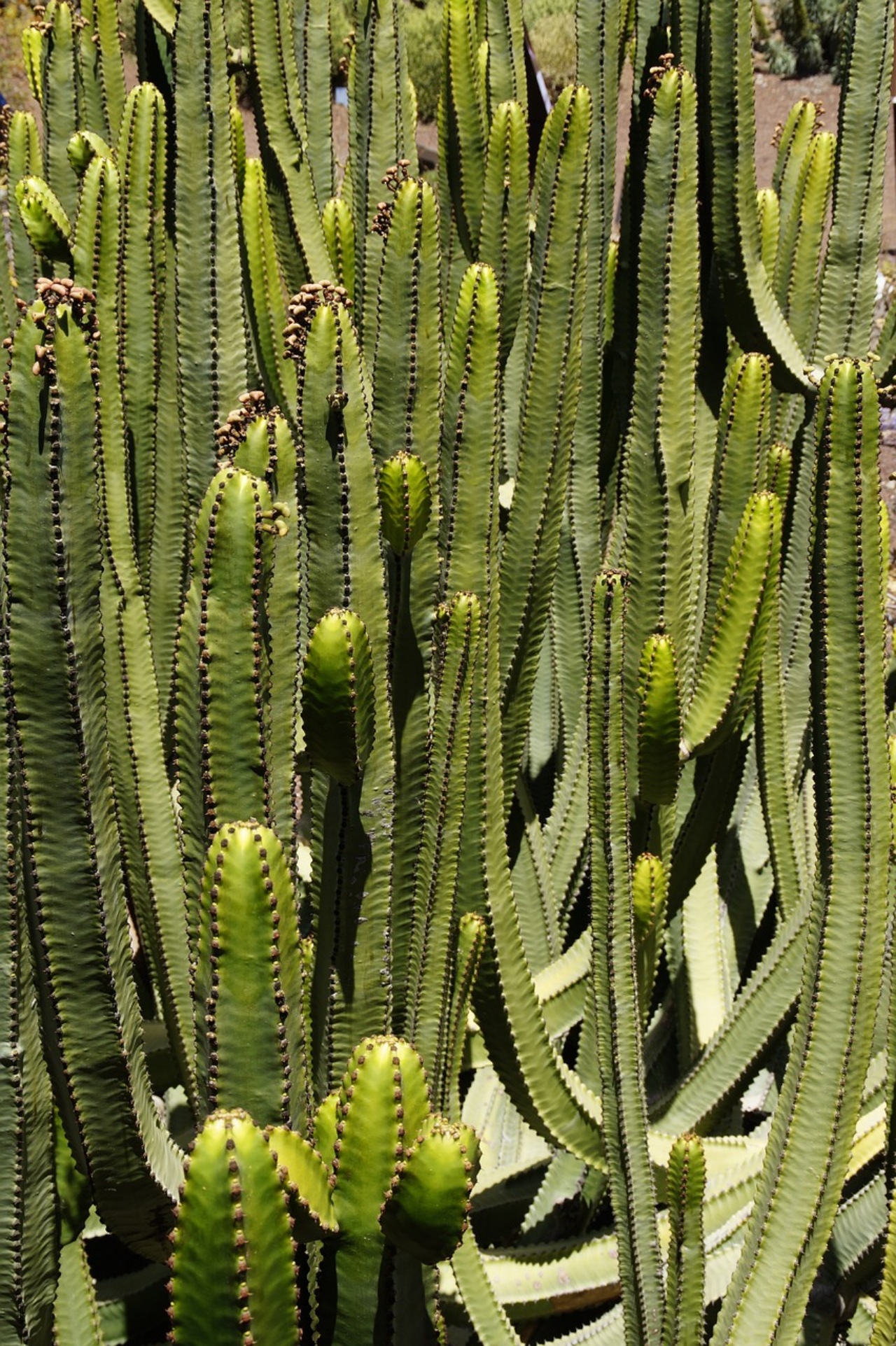 Euphorbia ingens