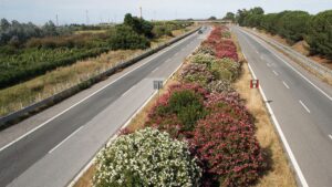 Il sorprendente motivo dietro la diffusione di questi fiori lungo le autostrade