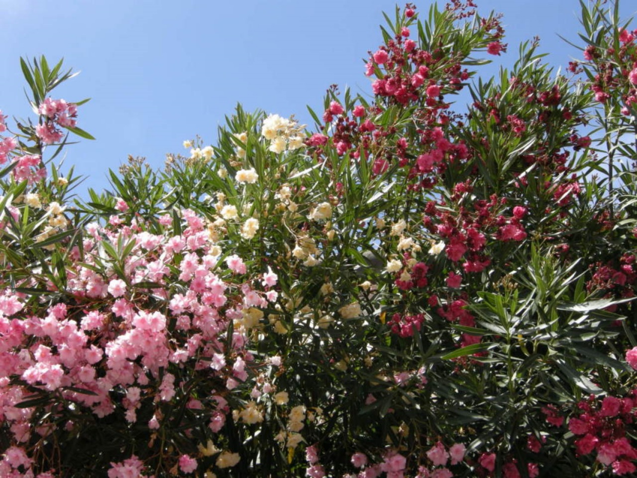 Fiori in autostrada: Oleandri