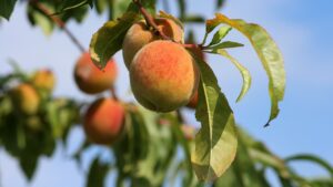 Sfruttare le foglie di pesco: dai benefici per la salute alla cura delle piante