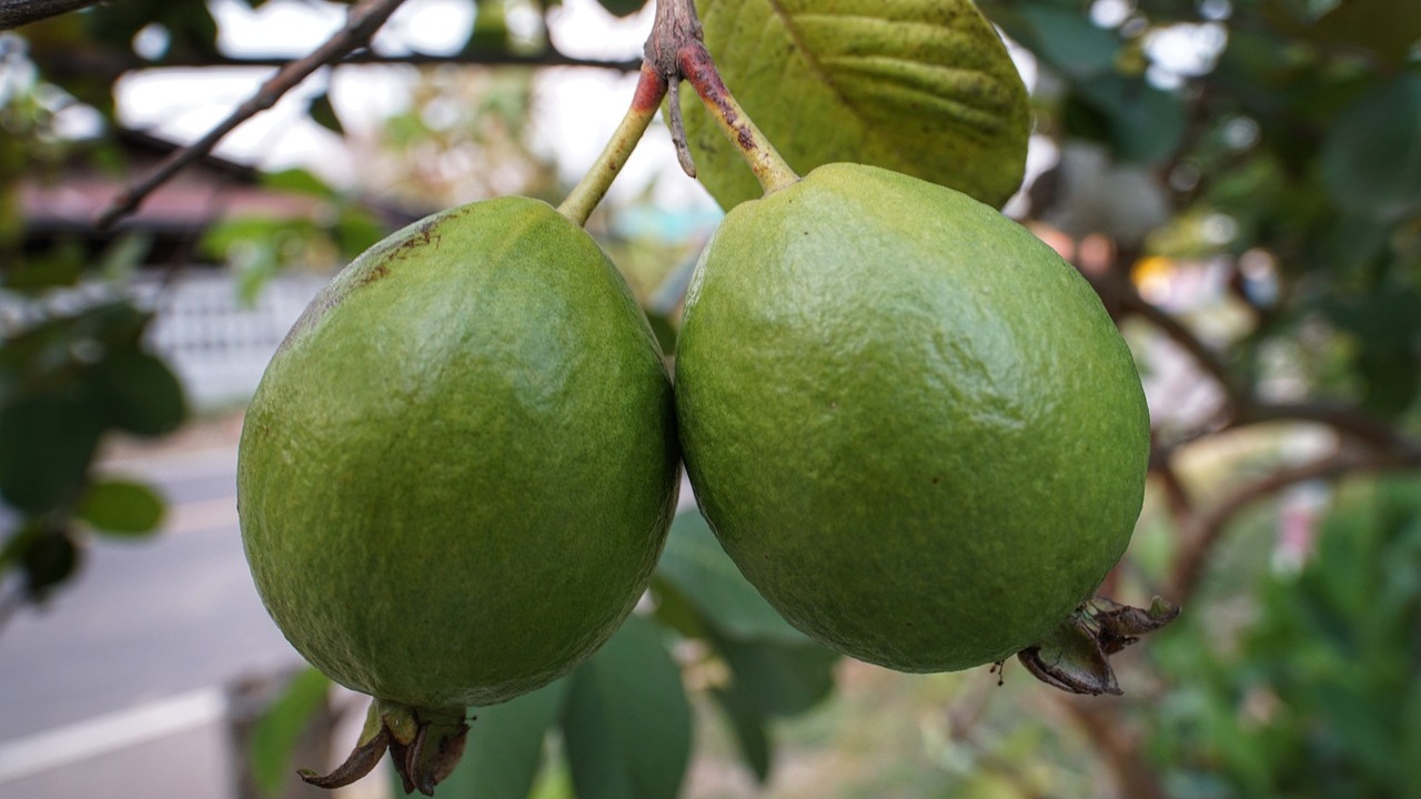 Frutto esotico: Guaiava