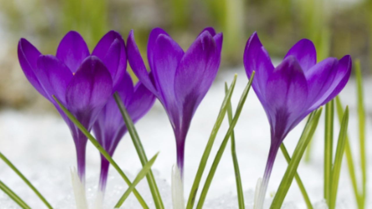 Ecco come coltivare la viola del pensiero in inverno