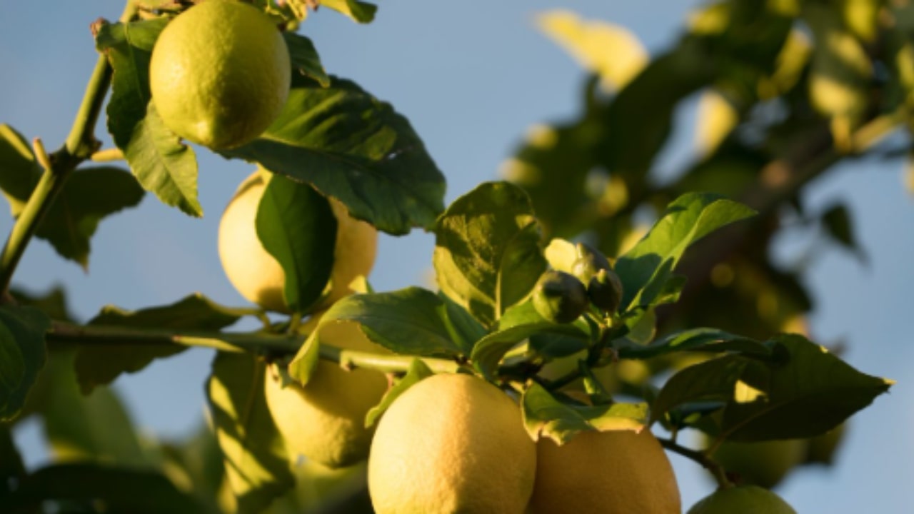 Come prendersi cura del limone