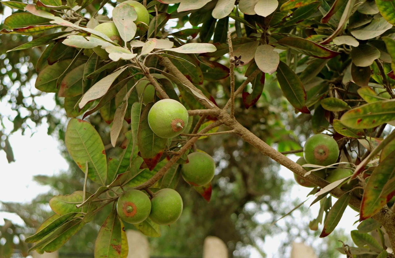 Lucuma: frutto esotico