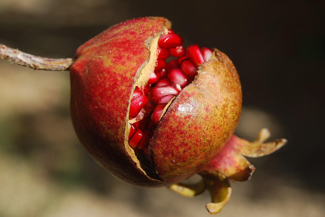 Il melograno, frutto rosso