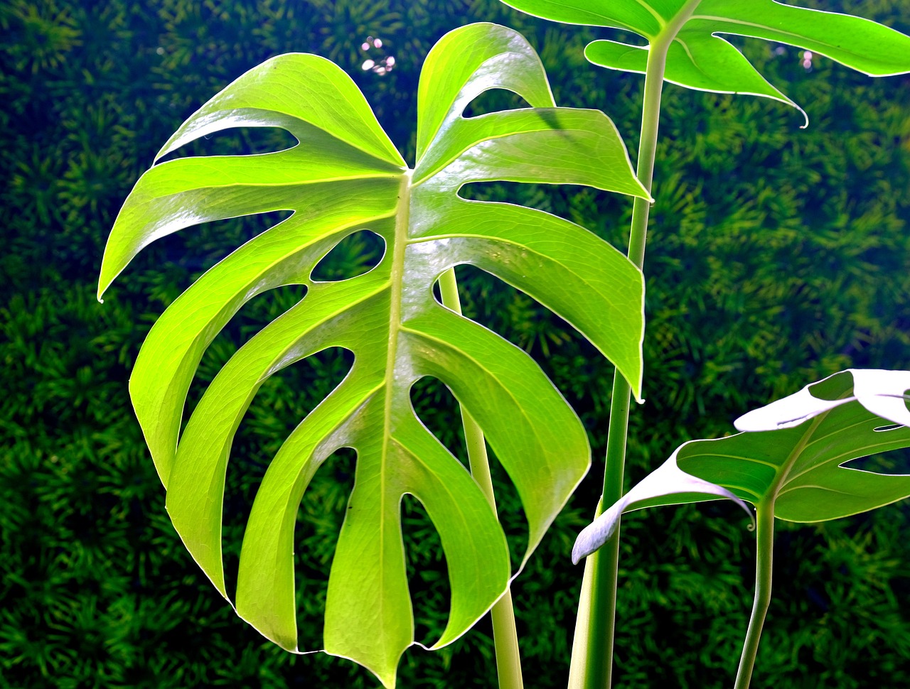 Monstera Obliqua: pianta meravigliosa