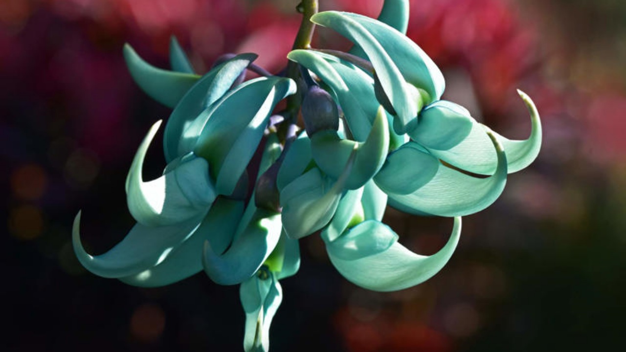 Piante affascinanti per arricchire il tuo giardino