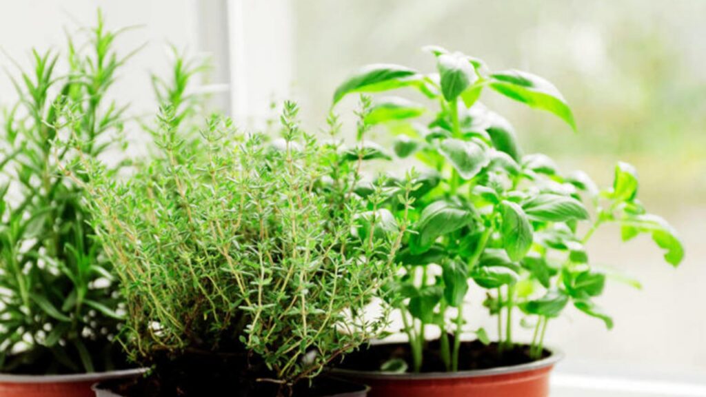 Giardino anti-zanzare: le piante che proteggono e profumano senza pesticidi