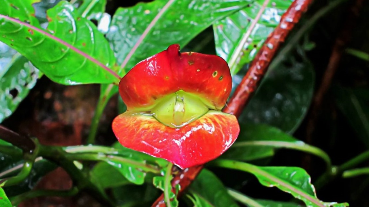 Calceolaria uniflora: pianta con le labbra rosse