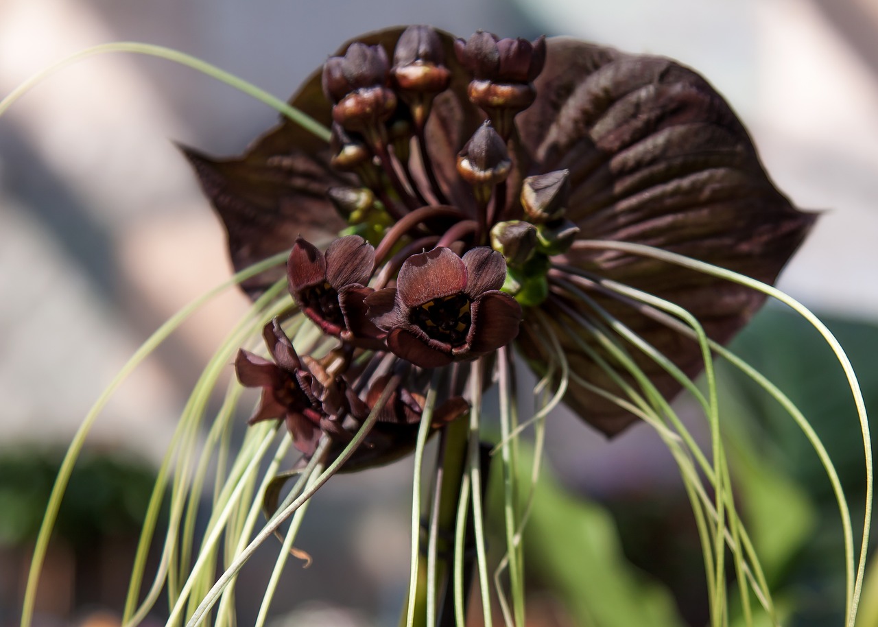 Tacca chantrieri: pianta rara