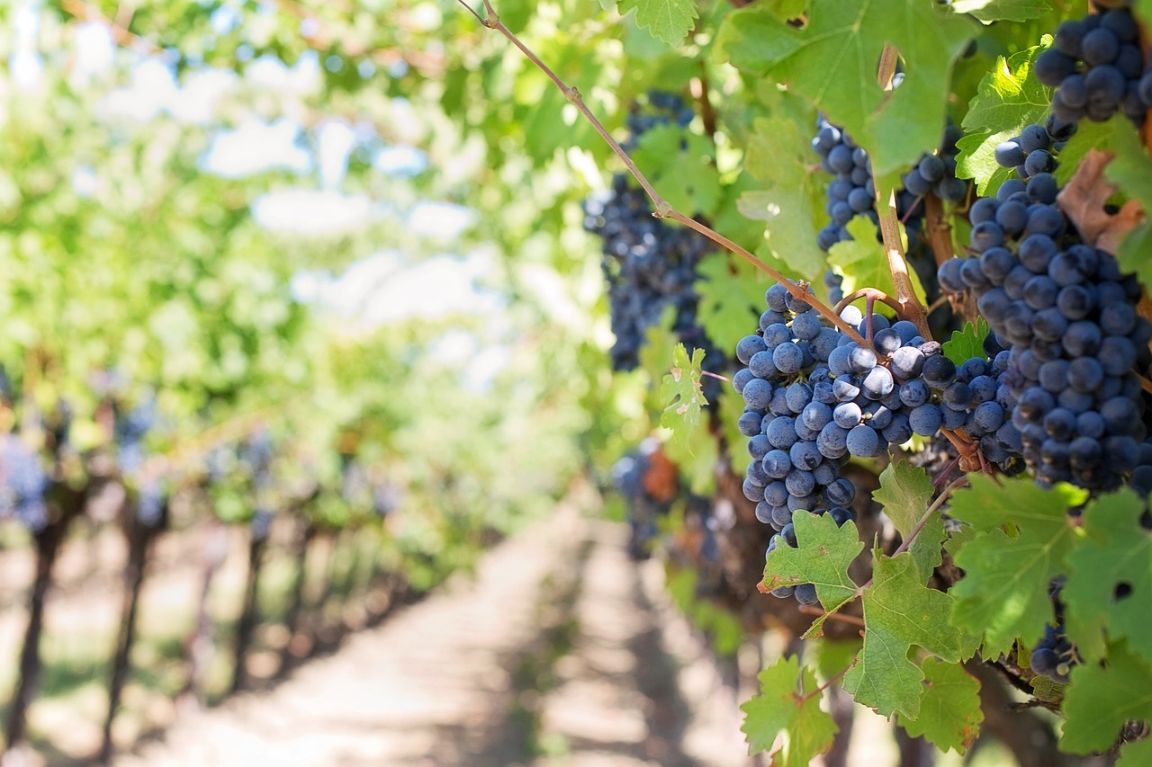 Uva: ecco chi non può consumarla