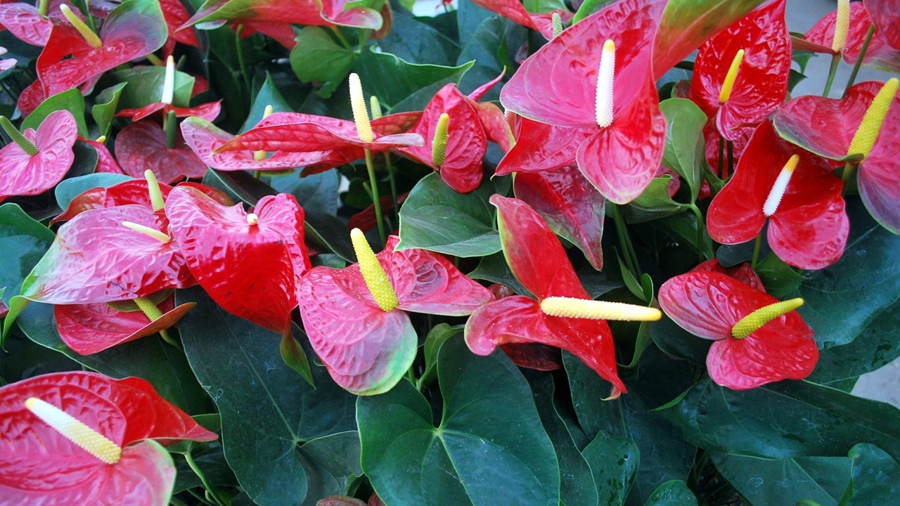 anthurium problemi