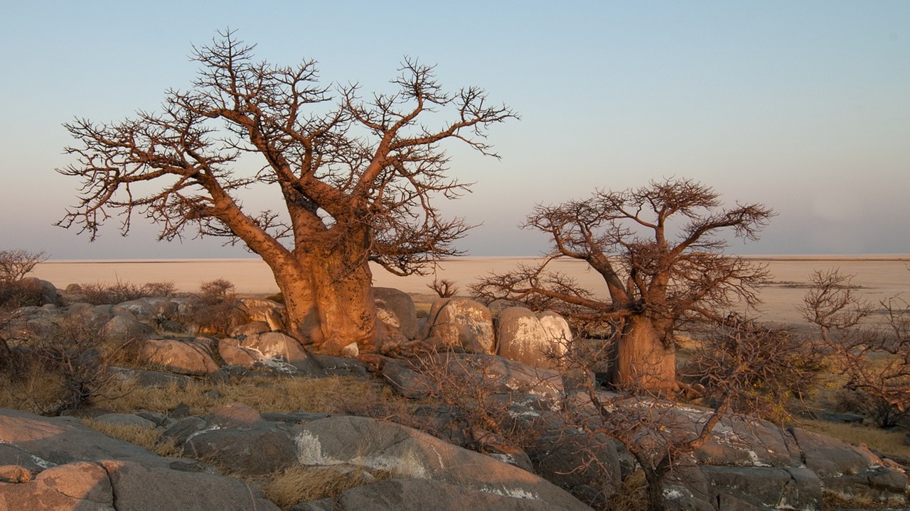 baobab