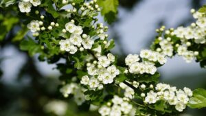 Infuso di mela, astragalo e biancospino: la bevanda di cui non sapevi aver bisogno