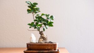 Come recuperare un bonsai che sta morendo: errori e rimedi