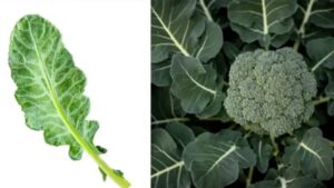 Alla scoperta del potere nutrizionale delle foglie dei broccoli: benefici, usi ed altro