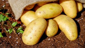 Come coltivare le patate tutto l’anno: i consigli degli esperti