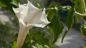 Datura: perché dovremmo tenerci alla larga da queste piante tossiche e velenose