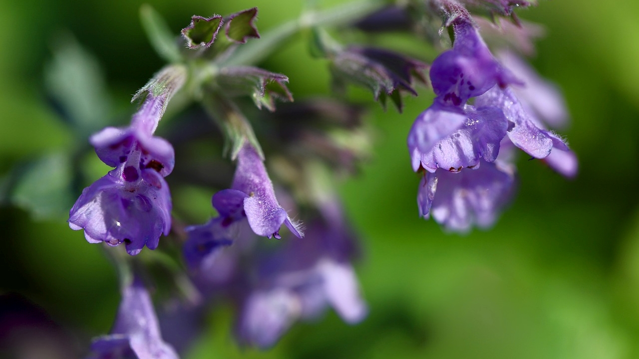 fiori di erba gatta