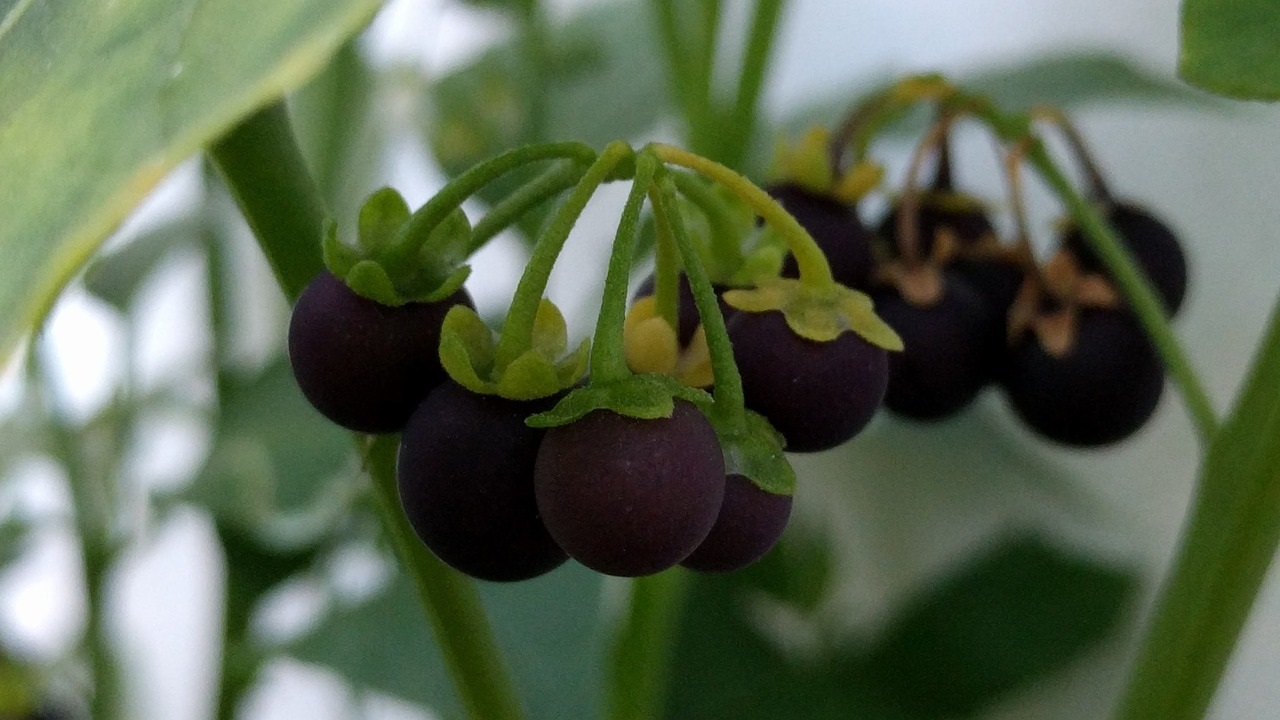 erba morella solanum nigrum